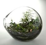 April 20, 2018 Terrariums Let Anyone Create a "Perfect World" in Their Own Apartment - Paula Hayes