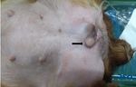 Episiectomy and partial vaginectomy with urethroplasty for excision of vulvar mast cell tumour in a female dog