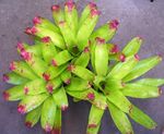 Far North Coast Bromeliad Study Group N.S.W - Bromeliads in ...