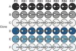 PyFOOMB: Python framework for object oriented modeling of bioprocesses