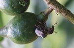 Macadamia seed weevil - NSW Department of Primary ...