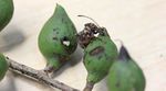 Macadamia seed weevil - NSW Department of Primary ...