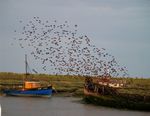 The spirit of adventure - Experience the variety of habitats in Essex Visit the Managed realignment Expert local introduction to the local ...