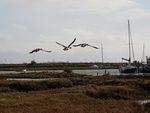 The spirit of adventure - Experience the variety of habitats in Essex Visit the Managed realignment Expert local introduction to the local ...