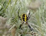 Garden Habitats Fourth Grade Science Exploration - Exploring plant and animal habitats helps students learn more about