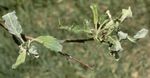 Important Apple Diseases in Montana and Recommended Varieties for Resistance