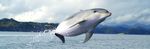 A proposal to establish a marine mammal sanctuary in Te Pēwhairangi (Bay of Islands) Public consultation document Tuhinga take kōrero - Department ...