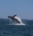 A proposal to establish a marine mammal sanctuary in Te Pēwhairangi (Bay of Islands) Public consultation document Tuhinga take kōrero - Department ...