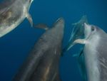 A proposal to establish a marine mammal sanctuary in Te Pēwhairangi (Bay of Islands) Public consultation document Tuhinga take kōrero - Department ...