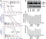 Mitochondrial redox signalling by p66Shc mediates ALS-like disease through Rac1 inactivation