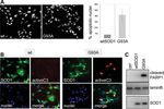 Mitochondrial redox signalling by p66Shc mediates ALS-like disease through Rac1 inactivation