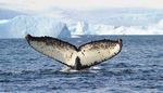 THE FUTURE OF EXPLORATION - ANTARCTICA AND SOUTH AMERICA CRUISES BOOK NOW - Exclusive Tours