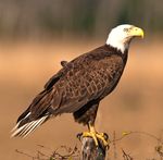Guidance for Use of Cameras at Bald Eagle Nests - US Fish and ...