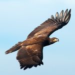 Guidance for Use of Cameras at Bald Eagle Nests - US Fish and ...