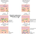 Vitamin D3 replacement enhances antigen-specific immunity in older adults