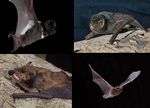 Bats of Western - Integrate Sustainability