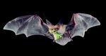 Bats of Western - Integrate Sustainability