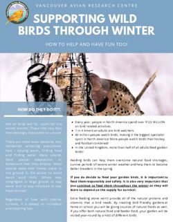 SUPPORTING WILD BIRDS THROUGH WINTER - HOW TO HELP AND HAVE FUN TOO!