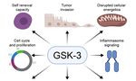 Lithium and Therapeutic Targeting of GSK-3 - MDPI