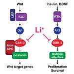 Lithium and Therapeutic Targeting of GSK-3 - MDPI