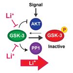 Lithium and Therapeutic Targeting of GSK-3 - MDPI