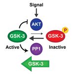 Lithium and Therapeutic Targeting of GSK-3 - MDPI