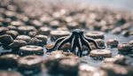 Viewpoint: Why the ethics of octopus farming are so troubling