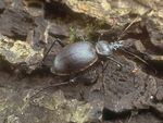 Scottish Beetles - Buglife
