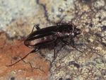 Scottish Beetles - Buglife