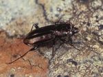 Scottish Beetles - Buglife