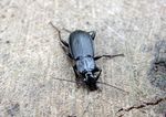 Scottish Beetles - Buglife