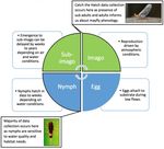 Catch the Hatch A Community Science Project - by the Left Hand Watershed Center Community Science Program