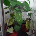 EVALUATING THE MYCOHERBICIDE POTENTIAL OF A LEAF-SPOT PATHOGEN AGAINST JAPANESE KNOTWEED