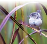 Strategic Plan for the North American Breeding Bird Survey, 2020-30 - Circular 1466 Supersedes USGS Circular 1307