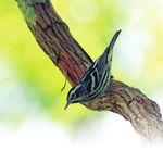 Strategic Plan for the North American Breeding Bird Survey, 2020-30 - Circular 1466 Supersedes USGS Circular 1307