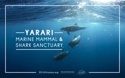 YARARI MARINE MAMMAL & SHARK SANCTUARY - Dutch Caribbean Nature Alliance