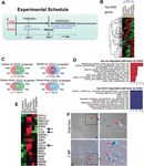 IL-6 promotes drug resistance through formation of polyploid giant cancer cells and stromal fibroblast reprogramming