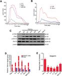 IL-6 promotes drug resistance through formation of polyploid giant cancer cells and stromal fibroblast reprogramming