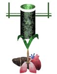 Clean Bioprinting - Fabrication of 3D Organ Models Devoid of Animal Components