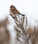 Nature Guelph News - Conservation Priorities p. 4, 5 2018 Christmas Bird Count p. 3