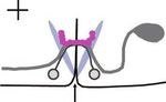 NAB-1 instructs synapse assembly by linking adhesion molecules and F-actin to active zone proteins