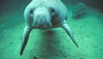 Environmentally Sensitive Species: The West Indian Manatee (Trichechus manatus manatus)