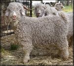 Clippings Friends MOHAIR AUSTRALIA Ltd., HAGSA Ltd