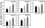 Nitrogen Levels Regulate Sugar Metabolism and Transport in the Shoot Tips of Crabapple Plants - Frontiers