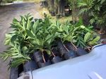 BREADFRUIT INSTITUTE SPRING & SUMMER PROGRESS REPORT 2018 - National Tropical Botanical Garden