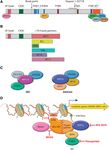 Epigenetics of hematopoiesis and hematological malignancies