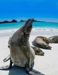 Gal&aacute;pagos Island-Based Wildlife Adventure