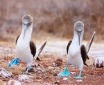 Gal&aacute;pagos Island-Based Wildlife Adventure