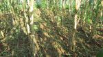 Crop Diversification for Improved Weed Management: A Review