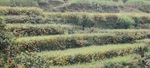 Crop Diversification for Improved Weed Management: A Review